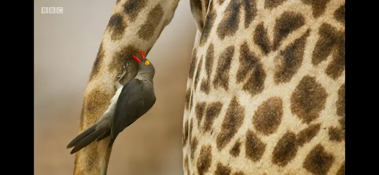 Red-billed oxpecker (Buphagus erythrorynchus) as shown in Seven Worlds, One Planet - Africa
